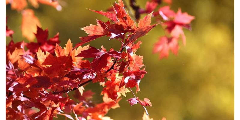 Enjoy fall with nature hikes in DeKalb, Sycamore, Kingston