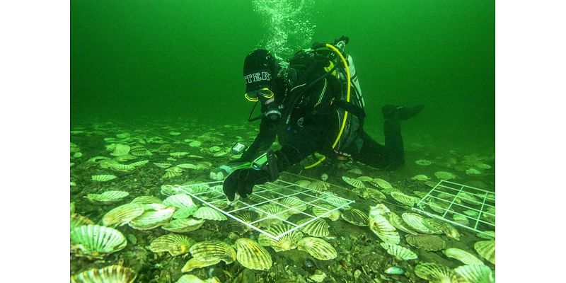 10 Years In, Scotch & Oysters Still An Excellent Highland Pair