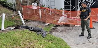 9-foot alligator caught after 'stalking dog walkers' in Martin County neighborhood