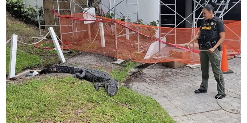 9-foot alligator caught after 'stalking dog walkers' in Martin County neighborhood