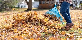 Free leaf bags and curbside pickup available for Youngstown residents