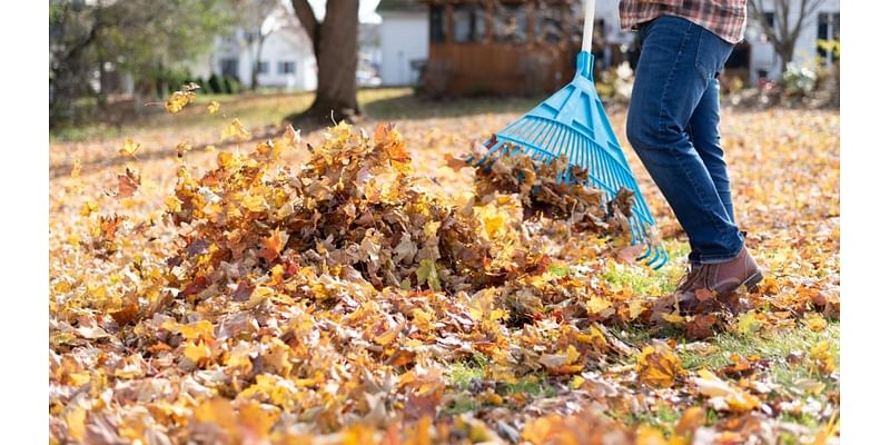 Free leaf bags and curbside pickup available for Youngstown residents