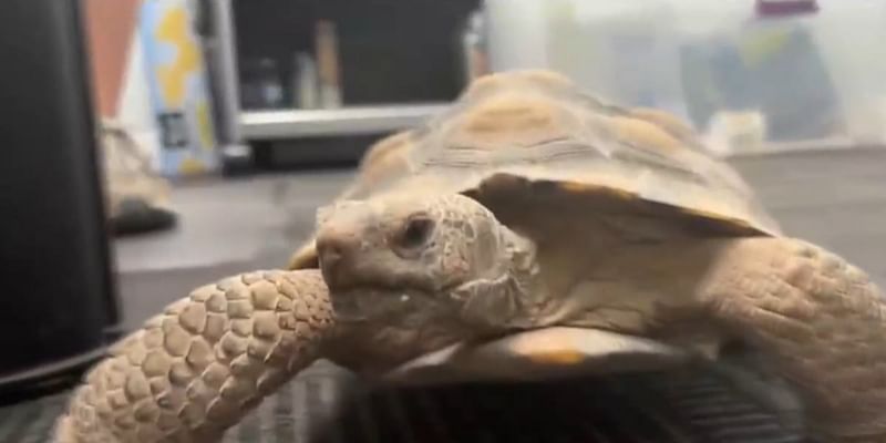 Why it’s best to leave desert tortoises to themselves in Southern Nevada