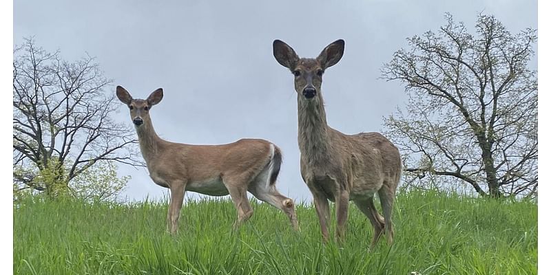 Farmer support could lead Pennsylvania to lift its near-total ban on Sunday hunting