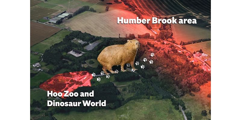 Where is Cinnamon the capybara? The possible locations of escaped Hoo Zoo rodent: mapped