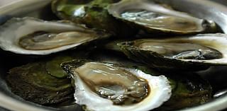 ‘Possible’ spread of oyster parasite MSX to New Brunswick’s east coast