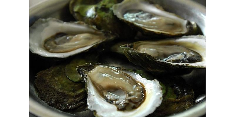 ‘Possible’ spread of oyster parasite MSX to New Brunswick’s east coast