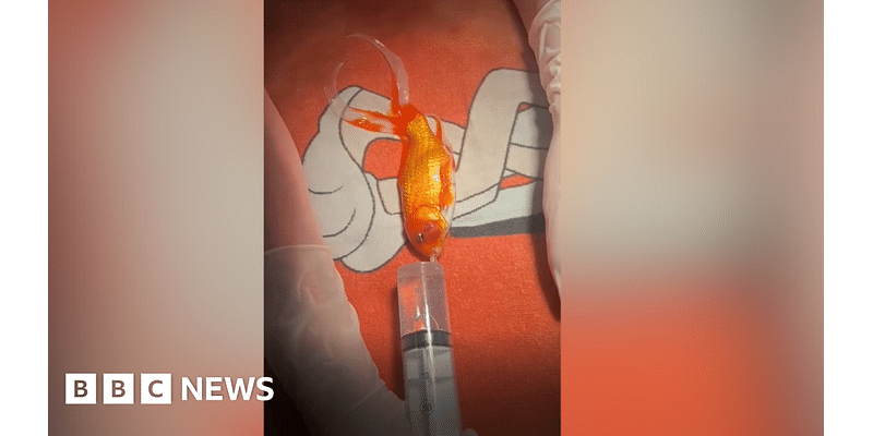 Dublin goldfish's recovery going 'swimmingly' after operation