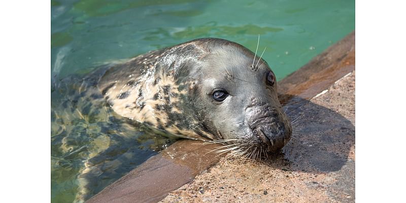 Seal marks her 50th birthday at a sanctuary. Sheba may be the oldest in captivity