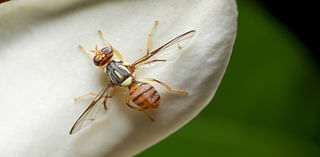 Invasive Insect Takes Over Southern California Areas