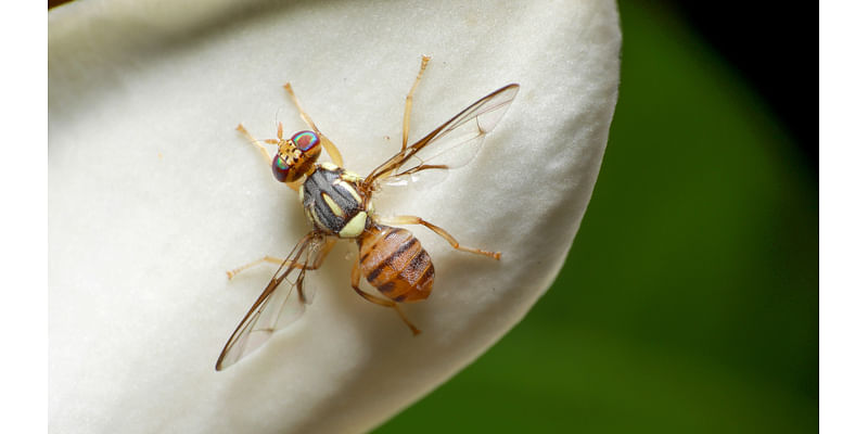 Invasive Insect Takes Over Southern California Areas