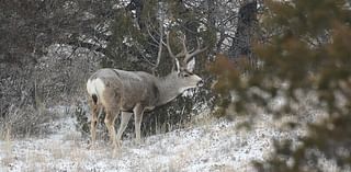 Doug Leier: CWD testing critical for future of ND deer