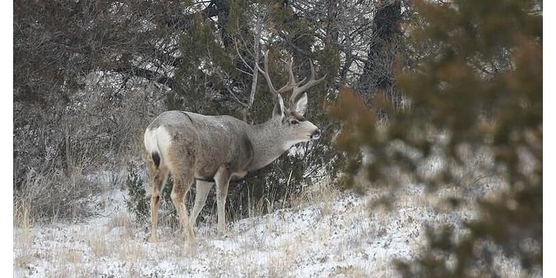 Doug Leier: CWD testing critical for future of ND deer