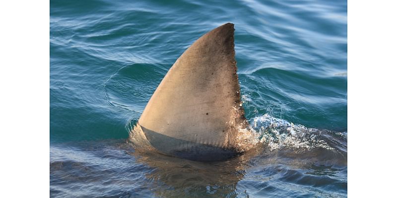 2 men awarded Carnegie Medal for rescuing man attacked by shark in Del Mar