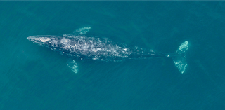 Whales in the Pacific Northwest are shrinking. Here’s why researchers are concerned