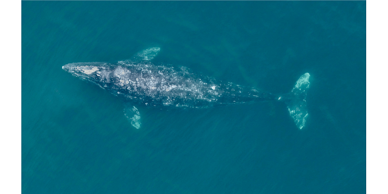 Whales in the Pacific Northwest are shrinking. Here’s why researchers are concerned