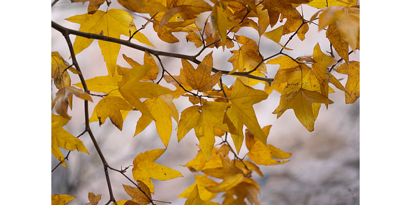 More beautiful fall weather for next couple of days