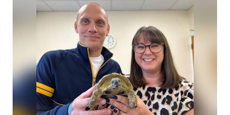 Tortoise 'lucky' after recycling centre rescue