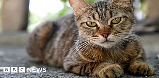 'Feral cat colonies are cropping up everywhere across Suffolk'