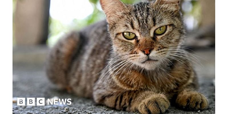 'Feral cat colonies are cropping up everywhere across Suffolk'