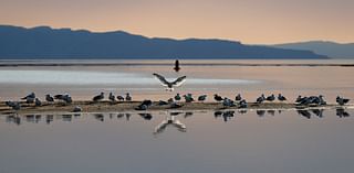 A controversial poison found in Roundup saved Utah Lake