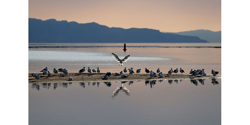 A controversial poison found in Roundup saved Utah Lake