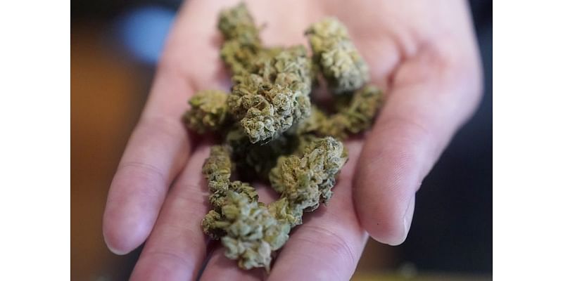 EPC Democrat officials speak out on misleading texts about marijuana measure