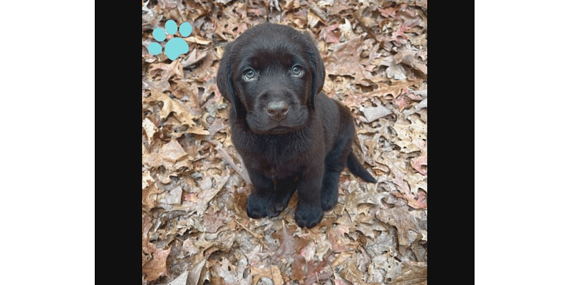 Burlington Police Department Welcomes New Search, Rescue Dog