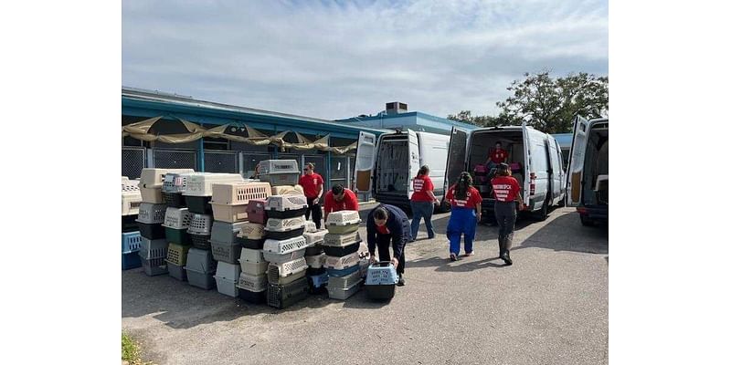 More than 60 animals affected by recent Florida hurricanes headed to Houston – Houston Public Media