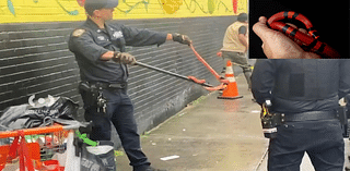 Red snake slithers and wraps itself on pole that an NYPD officer holds: video