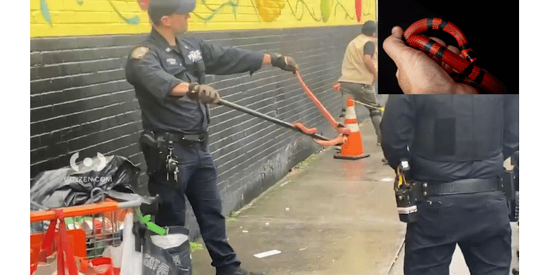 Red snake slithers and wraps itself on pole that an NYPD officer holds: video