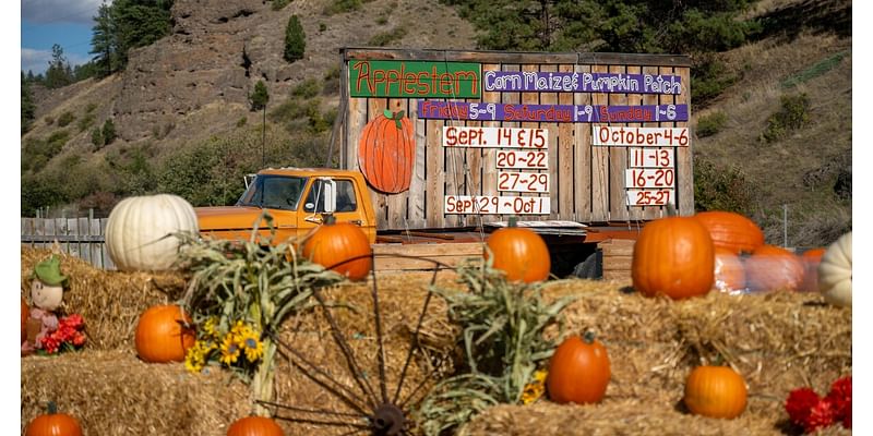 Journey into Fall at the Applestem Corn Maze & Pumpkin Patch