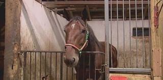 Horse evictions postponed for Warren Co. Fairgrounds