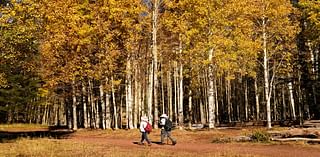 Drought, higher temperatures, hungry elk threaten aspen trees near Flagstaff