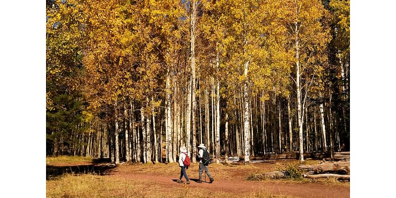 Drought, higher temperatures, hungry elk threaten aspen trees near Flagstaff