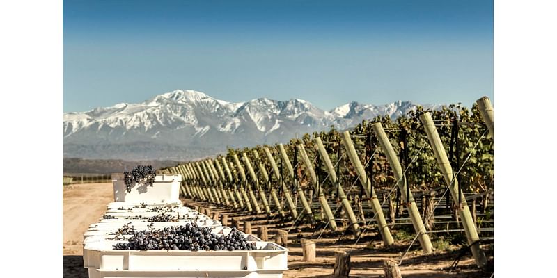 Argentina Has A Delicious Wine Secret, And It’s Not Malbec