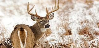 What to know for the upcoming NYS deer season