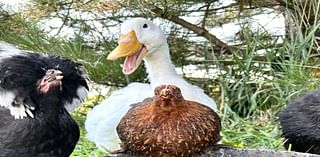 Feathered friends of 4-H and FFA students featured in 2025 NE Ag Department calendar