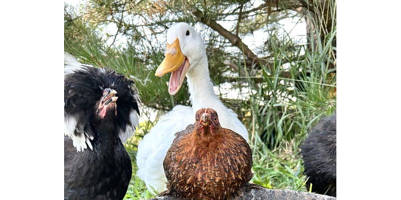 Feathered friends of 4-H and FFA students featured in 2025 NE Ag Department calendar