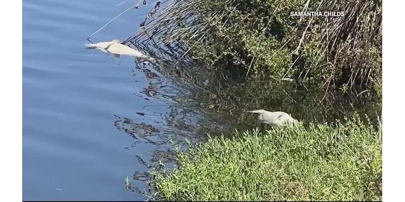 Excess sand clogging channels at San Elijo Lagoon, dangers ecosystem