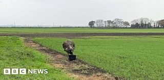 Police warn public not to chase runaway Spilsby emu