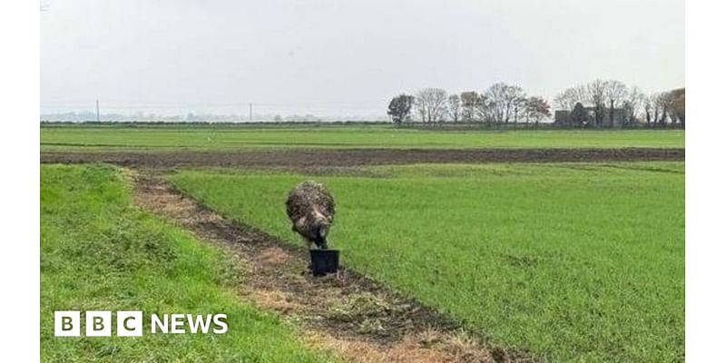 Police warn public not to chase runaway Spilsby emu