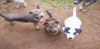 Finding homes for stray dogs, cats in San Antonio is struggle