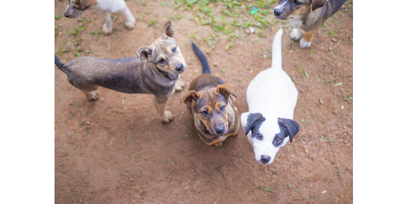 Finding homes for stray dogs, cats in San Antonio is struggle