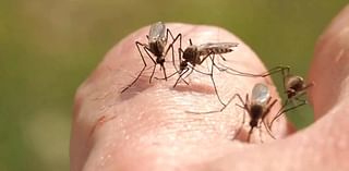 LA County officials report 2 more dengue cases that were locally acquired in Baldwin Park