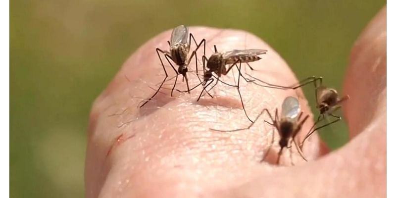 LA County officials report 2 more dengue cases that were locally acquired in Baldwin Park